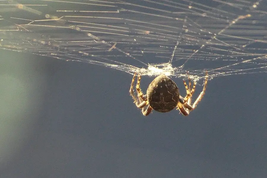 Ragni innocui e Pericolosi in Sardegna