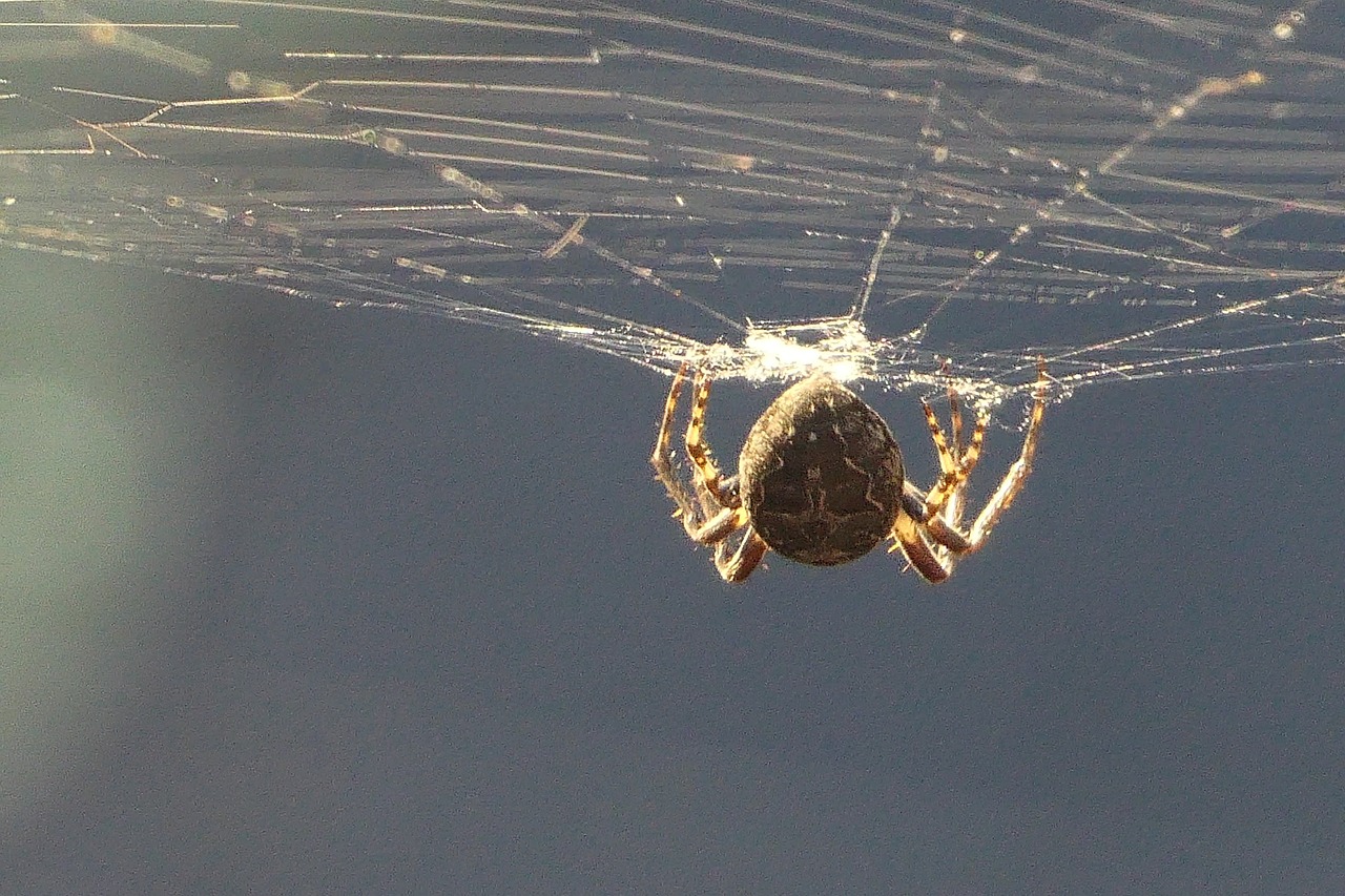 Ragni innocui e Pericolosi in Sardegna