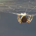 Ragni innocui e Pericolosi in Sardegna